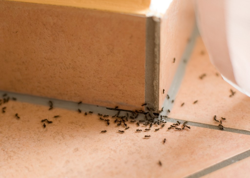 Ant Control in Richmond Hill, ON