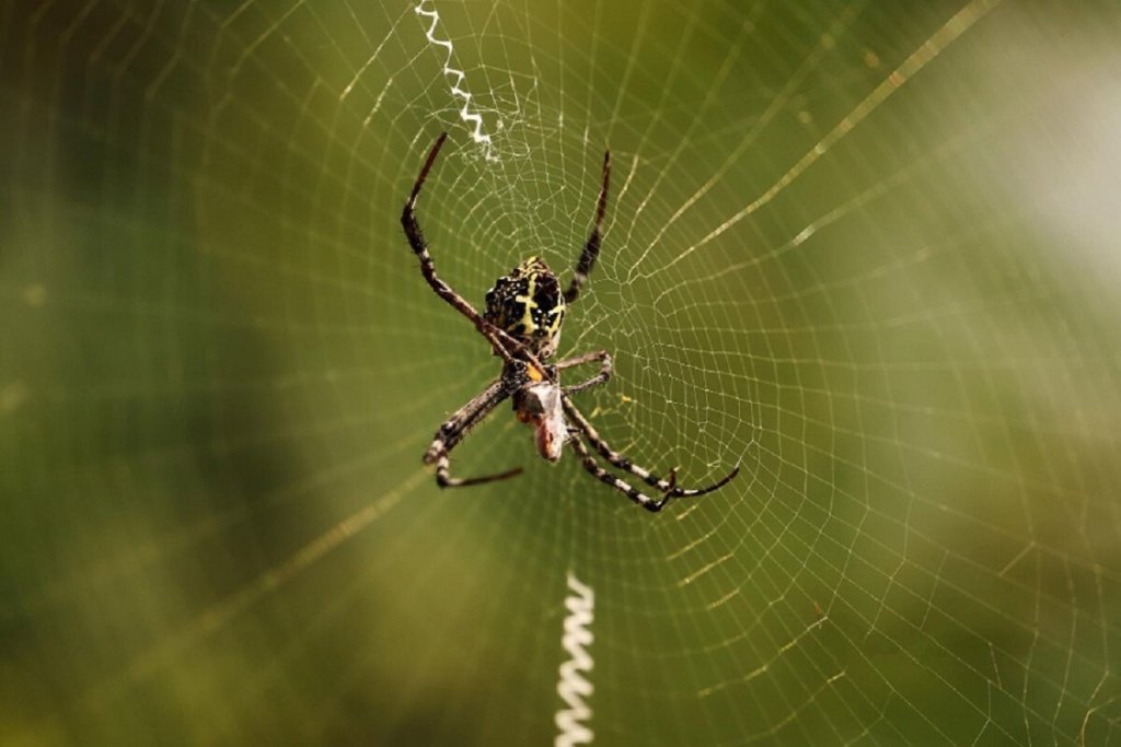 Spider Control Services Richmond Hill, ON