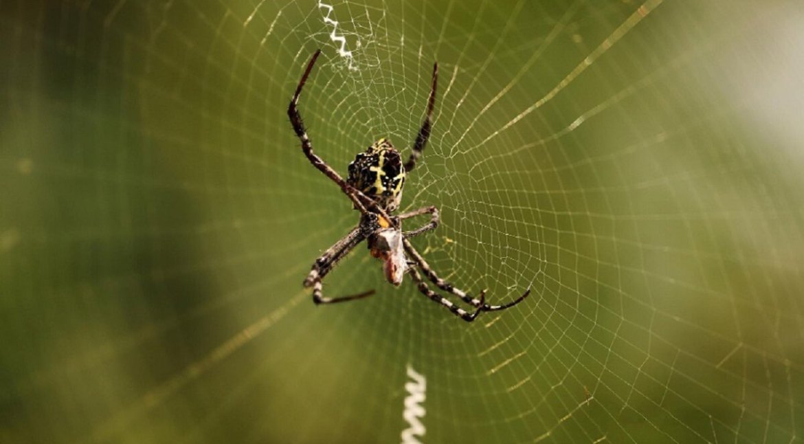 Spider Control Services Richmond Hill, ON