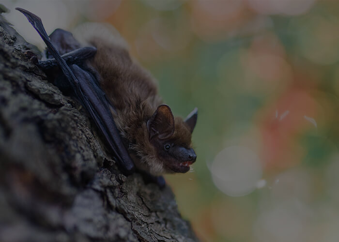 Bat Removal Services Richmond Hill