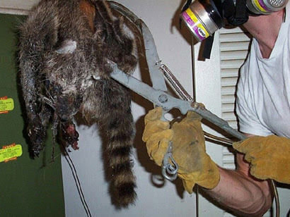 Wildlife Removal Services in Richmond Hill