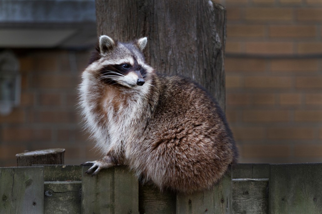 Pest Control Services Stouffville