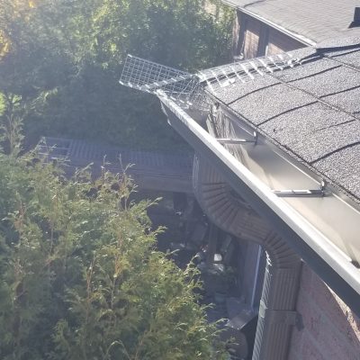 Kia pestcontrol&wildlife removal photo 3