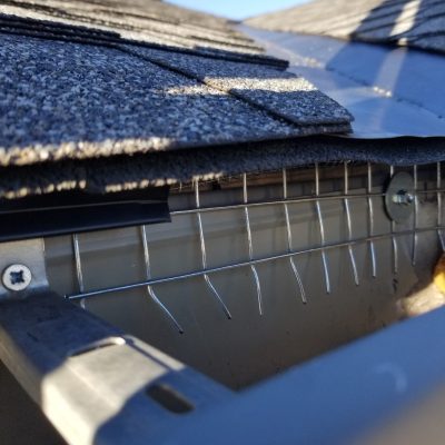 Kia pestcontrol&wildlife removal photo 5