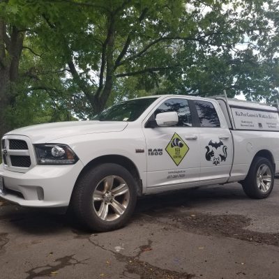 Kia pestcontrol&wildlife removal photo 6