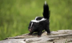 Baby Skunk Removal