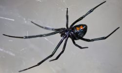 Black Widow Spiders