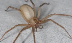 Brown Recluse Spiders