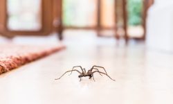 Common House Spiders