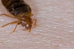 Bed Bug Extermination Richmond Hill, ON
