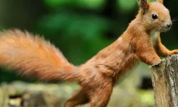 Squirrel Removal Services Richmond Hill, ON
