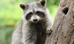 raccoon removal services Richmond Hill