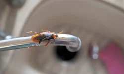 Fix Leaks