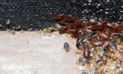 Isolate Infested Areas