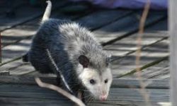 Opossums Behavior and Habits