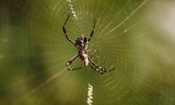 Spider Control Services Richmond Hill, ON