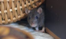 Rat removal for Your Home