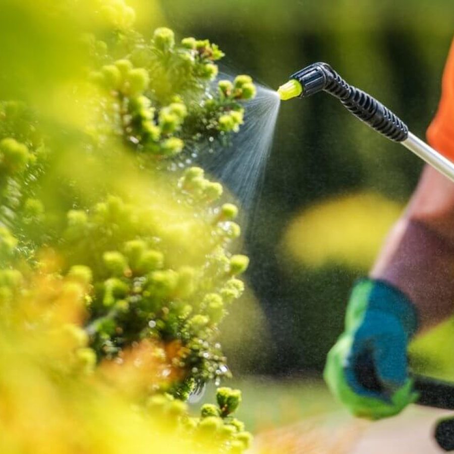 Pest Control Services Aurora