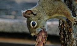 Squirrel Damage & Threats