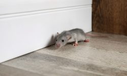 Stop Rats from Getting Inside Your Home