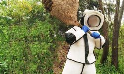 Pest Control Services Newmarket