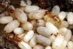 The Pupa Stage
