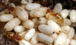 The Pupa Stage