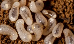 The Larva Stage