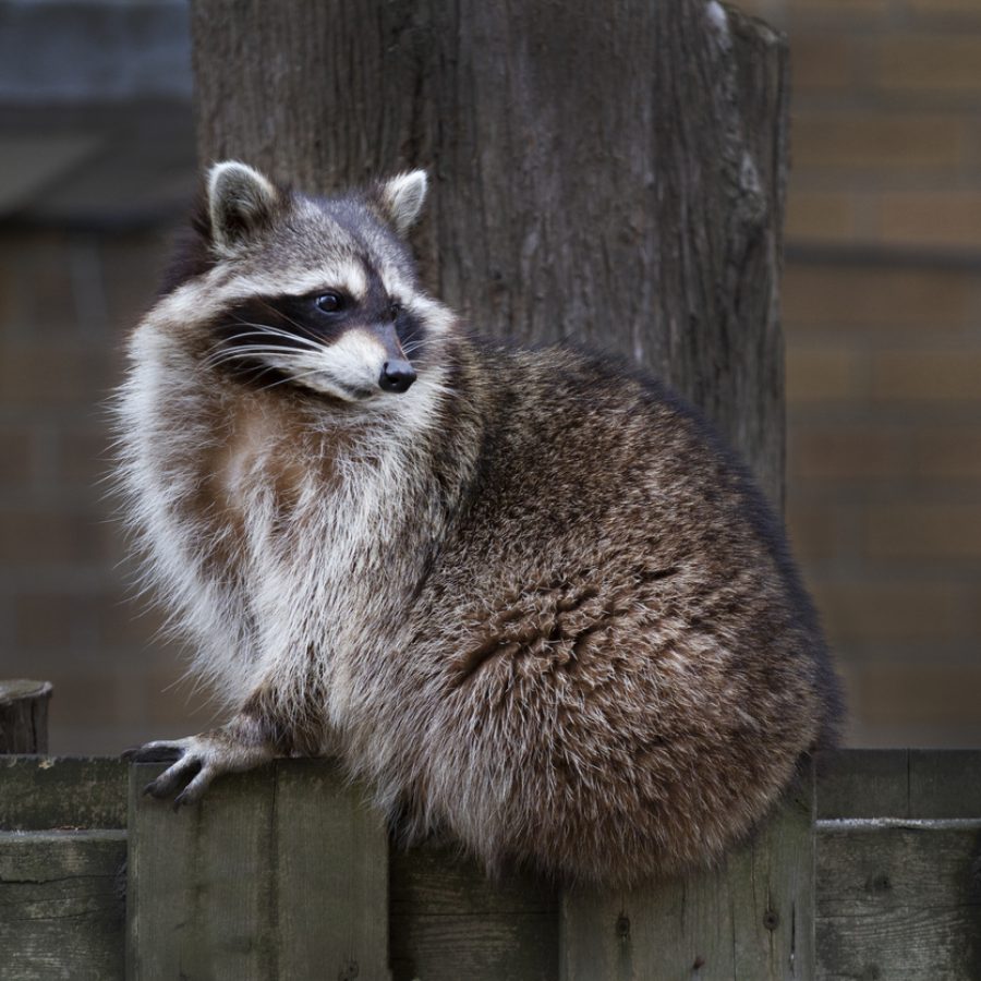 Pest Control Services Stouffville